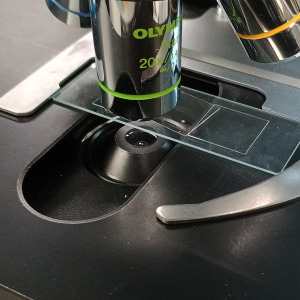 tissue slide microscopy